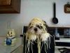 Tiere